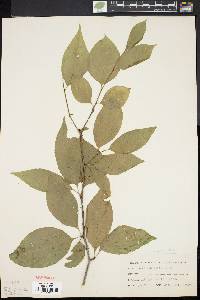 Ilex montana image