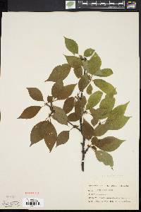 Ilex montana image