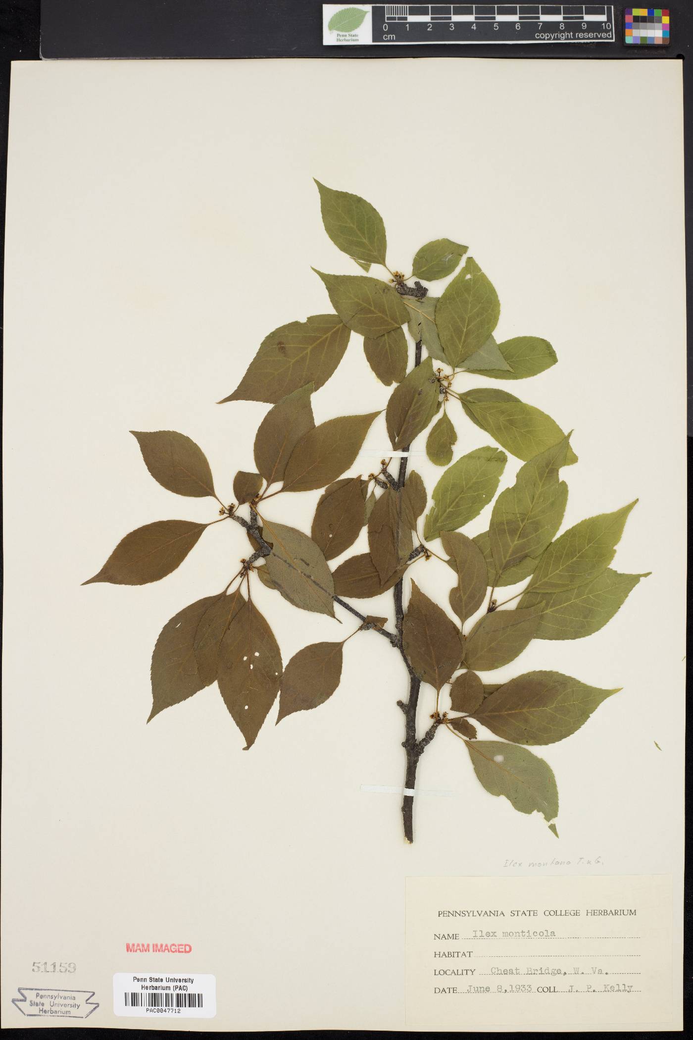 Ilex montana image