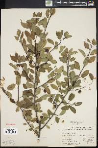 Ilex mucronata image