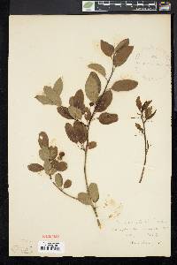 Ilex mucronata image