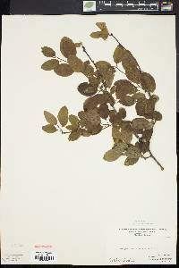 Ilex mucronata image