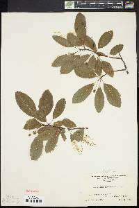 Ilex mucronata image