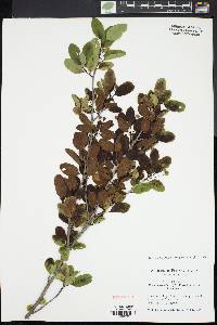 Ilex mucronata image