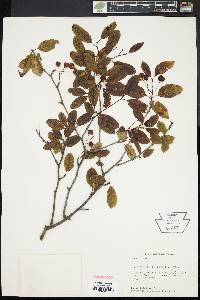 Ilex mucronata image