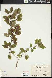 Ilex mucronata image