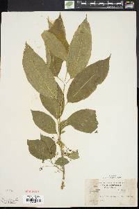 Euonymus atropurpureus image