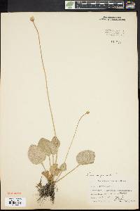 Parnassia glauca image