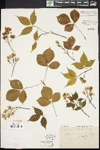 Staphylea trifolia image