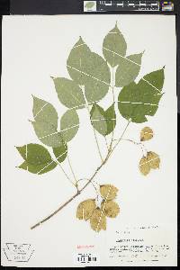 Staphylea trifolia image