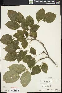 Staphylea trifolia image