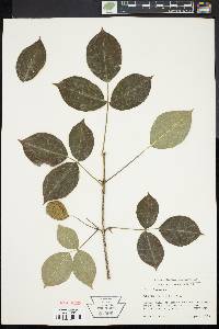 Staphylea trifolia image