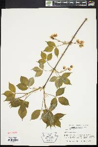 Staphylea trifolia image