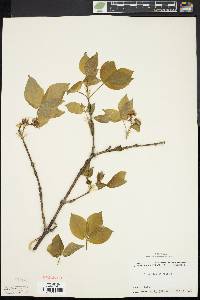 Staphylea trifolia image