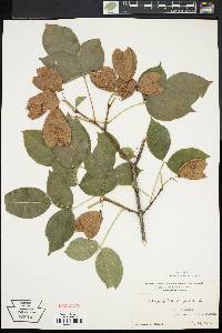 Staphylea trifolia image