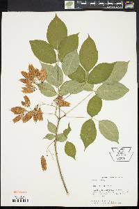 Staphylea trifolia image