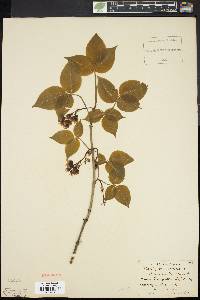 Staphylea trifolia image