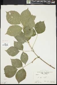 Staphylea trifolia image