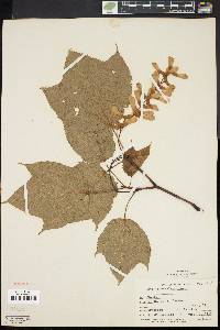 Acer pensylvanicum image