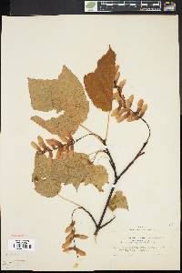 Acer pensylvanicum image