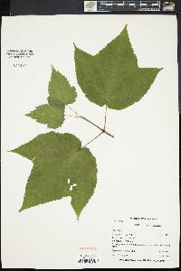 Acer pensylvanicum image