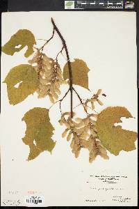 Acer pensylvanicum image