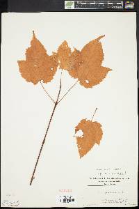 Acer pensylvanicum image