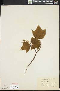 Acer pensylvanicum image