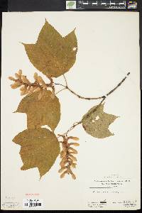 Acer pensylvanicum image