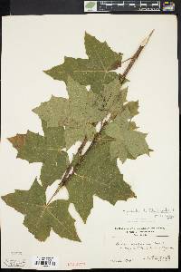 Acer platanoides image