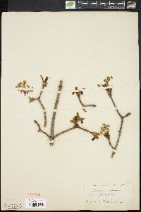 Acer platanoides image