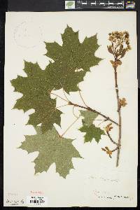 Acer platanoides image