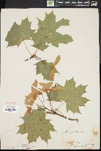 Acer platanoides image