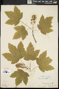 Acer pseudoplatanus image