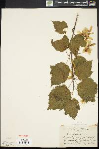 Acer spicatum image