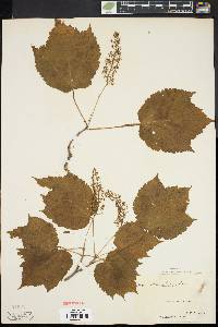 Acer spicatum image