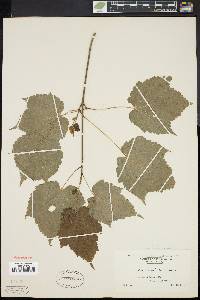 Acer spicatum image