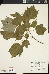 Acer spicatum image