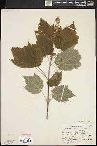 Acer spicatum image