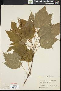 Acer spicatum image