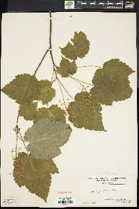 Acer spicatum image