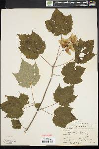 Acer spicatum image