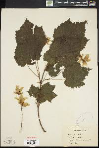 Acer spicatum image