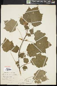 Acer spicatum image