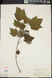 Acer spicatum image