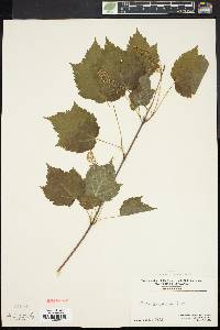 Acer spicatum image