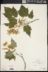 Acer spicatum image