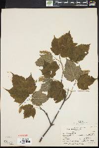 Acer spicatum image