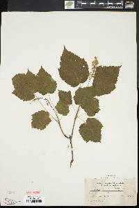 Acer spicatum image