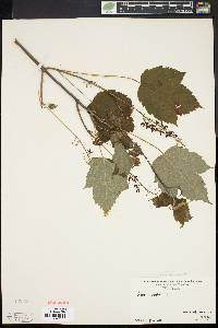 Acer spicatum image